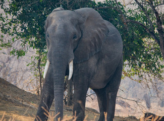 Fototapeta premium Elefanten in der Savanne vom in Simbabwe, Südafrika 