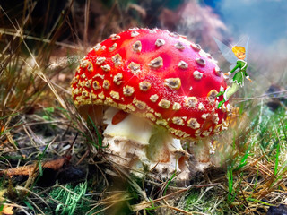 Fly Agaric