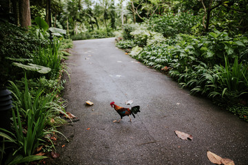 Bird in botanical garden, Singapore.