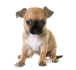 puppy chihuahua in studio