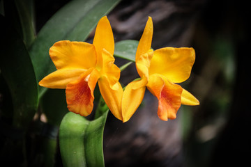Fototapeta premium orquideas