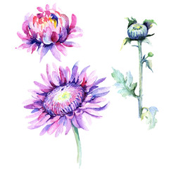 Wildflower chrysanthemum flower in a watercolor style isolated. Full name of the plant: chrysanthemum, dahlia. Aquarelle wild flower for background, texture, wrapper pattern, frame or border.