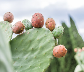 Prickly pear or opuntia plant close -up.