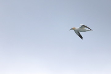 northern gannet