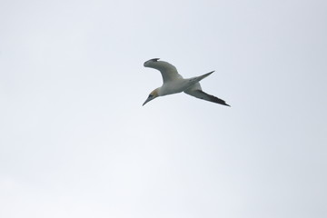northern gannet