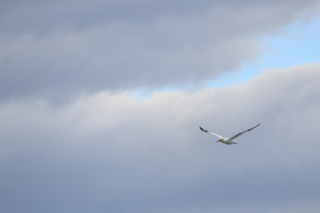 northern gannet