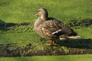 duck on the lake duckweed close-up