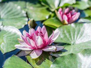 Pink water lily flowers with green leaves in pond.
