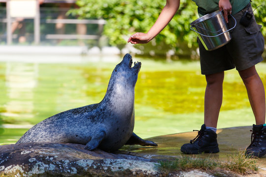 Zoo Worker Is Feeding The Fur Seal