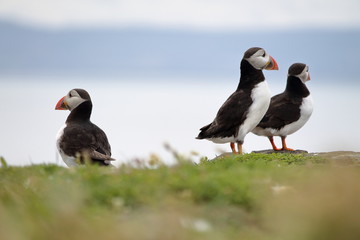 puffin