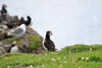 puffin