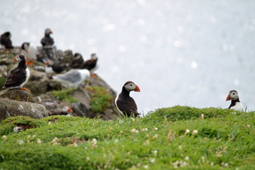 puffin