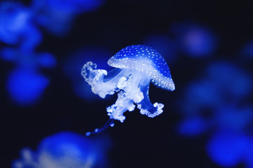 jellyfish - white spotted jellyfish on black background