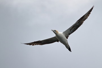 Fototapeta na wymiar northern gannet