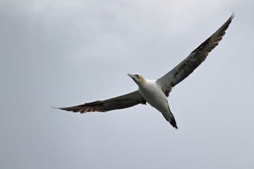 northern gannet