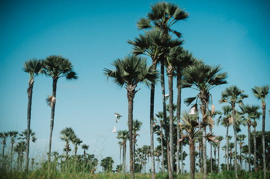 Birds flying in palms