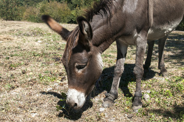 Female donkey closeup grazing on meadow in summertime