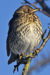 Song Thrush