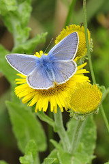 Common Blue Butterfly on yellow flower