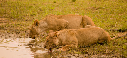 Löwin in der Savanne vom in Simbabwe, Südafrika	
