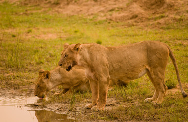 Löwin in der Savanne vom in Simbabwe, Südafrika	