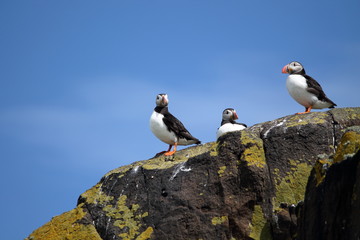 puffin