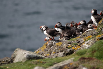 puffin