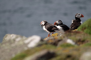 puffin