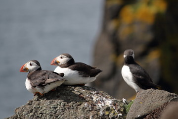 puffin