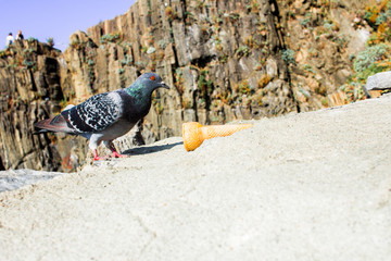 Pigeon on a rock hill that is near the sea, flew to the sea, sea, looks, sits, eats, pecks, beak, bird. concept background doves look, sit, fly away
