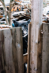 Adorable black dog in a wooden dog shack in the farm