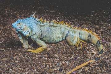 green iguana / American iguana - green headed lizard