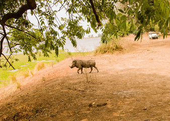 Warzenschwein in der Savanne vom in Simbabwe, Südafrika