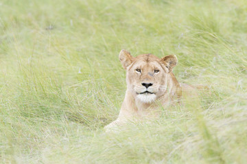 Lioness (Panthera leo) lying down on savannah, looking at camera, Masai Mara, Kenya