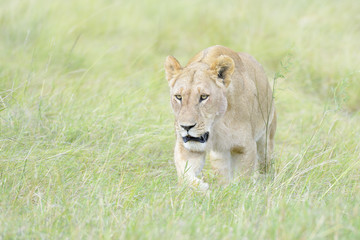 Lioness (Panthera leo) walking in savannah, Masai Mara, Kenya