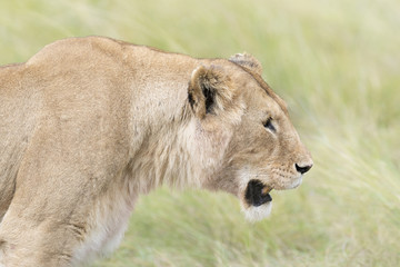 Lioness (Panthera leo) portrait, Masai Mara, Kenya