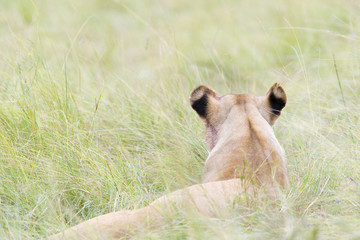 Lioness (Panthera leo) lying down on savannah, seen from behind, Masai Mara, Kenya