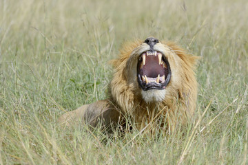Male lion (Panthera leo) lying down on  savannah, smelling for female, Masai Mara, Kenya