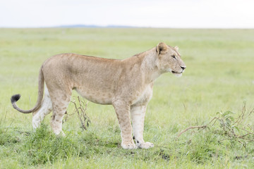 Lioness (Panthera leo) standing in savannah, Masai Mara, Kenya