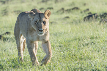 Lioness (Panthera leo) walking in savannah with backlight, Masai Mara, Kenya