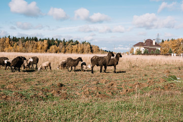 Fototapeta na wymiar Adorable fluffy flock of sheep in the autumn field, sunny day