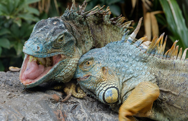  animal fight, green iguana / American iguana  