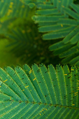 Senegalia pennata leaf for background