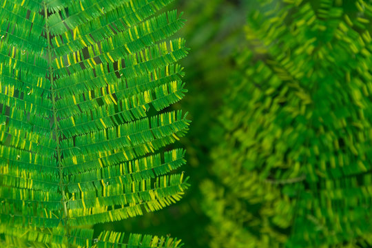 Senegalia pennata leaf for background