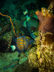 Fish on a reef