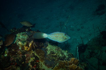 Fish on a reef