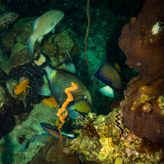 Fish on a reef
