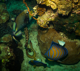 Fish on a reef