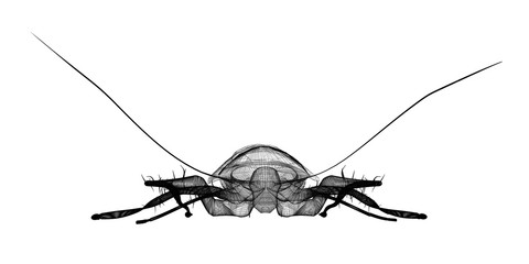 cockroach in wire carcass