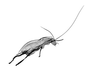 cockroach in wire carcass